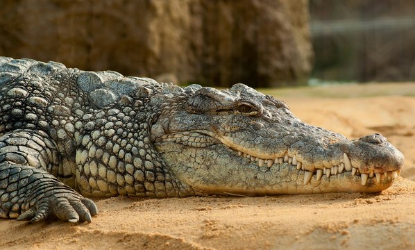Ultimate Crocodile - National Geographic Documentary