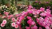 Rose - Most Beautiful Flower | Colorful Garden and Flower Shrubs