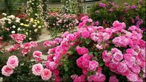 Rose - Most Beautiful Flower | Colorful Garden and Flower Shrubs