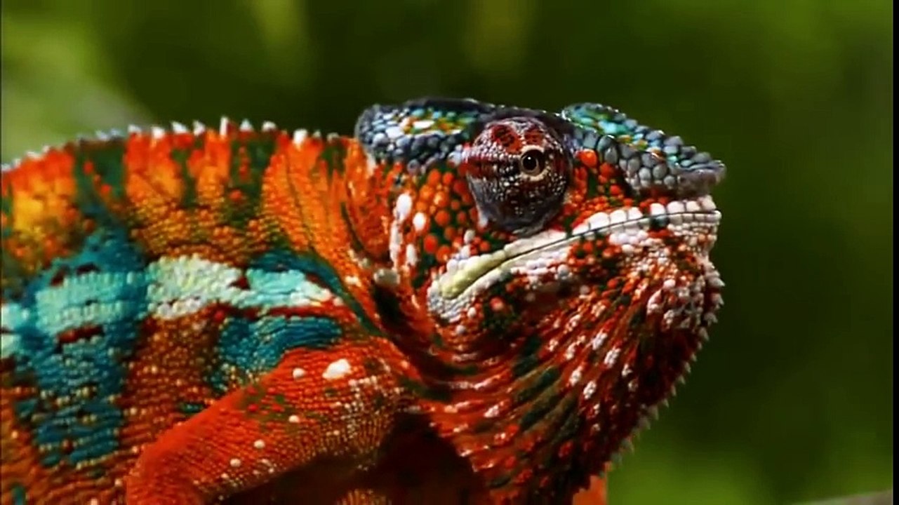 Nature Documentary 2017 Amazing Animals Hidden Deep in the Jungle shaman jungle amazing live