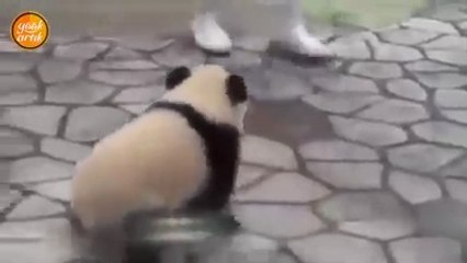 Bakıcısının peşini bırakmayan yavru panda