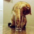 ‪Happy Cats - Ever seen a cat try to drink water out of a...‬