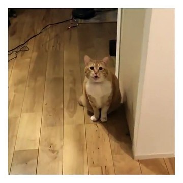 ‪Happy Cats - Hungry Guppy asks for food.