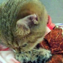 ‪Happy Cats - Those big eyes! ‬