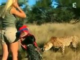 فيديو مرعب لفتاة وسط مجموعة من النمور... لن تصدقوا ما حصل!