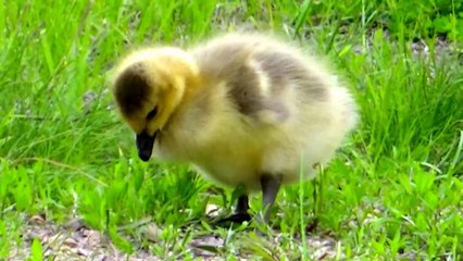 Video for Cats - Birds Extravaganza : 7 Hours with Beautiful Bird Sounds and Song