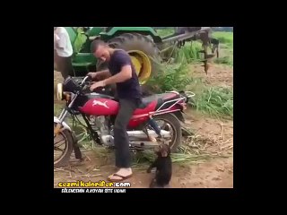 Motora Bindirilmeyince Feryat Figan Olan Maymun