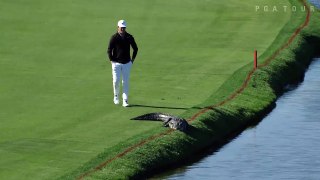 En détente, un golfeur pousse un alligator venu sur le green