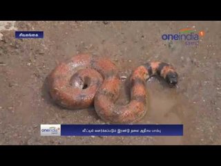 2 headed snake caught in Sivagangai  - Oneindia Tamil