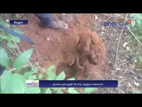 Medical Students In Vellore torture, Kill Monkey On Campus - Oneindia Tamil
