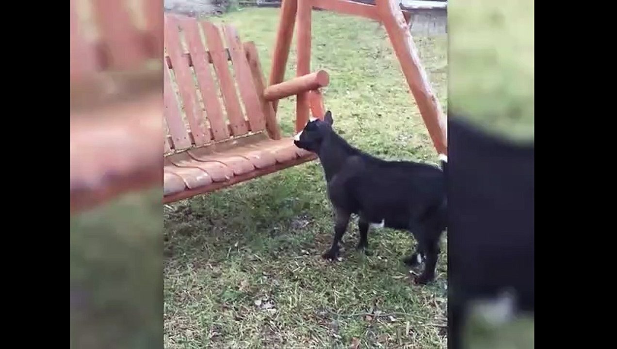 Une chèvre pas doué qui se gamelle