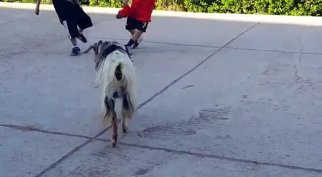 Une chèvre qui joue au foot et fait des têtes