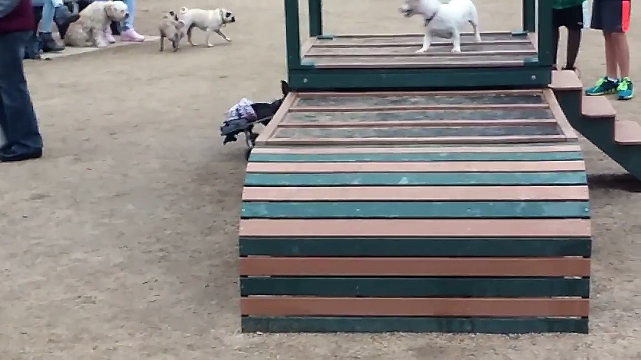 This Pup Is Totally Paw-some
