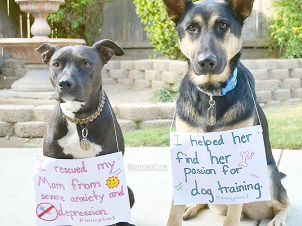10 Rescue Dogs Wear Signs That Prove They Weren't The Only Ones Saved