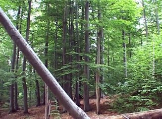 Očuvanje šuma i voda presudno za budućnost, 22. mart 2017. (RTV Bor)