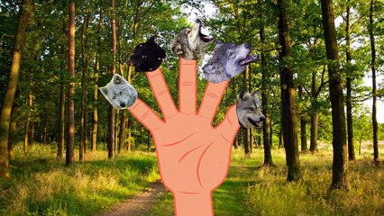 Wild Animals Finger Family | Lion, Tiger, Wolf, Panther, Hyena | Nursery Song for kids