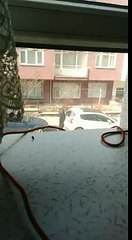 Arabaya Hallenen Dayı