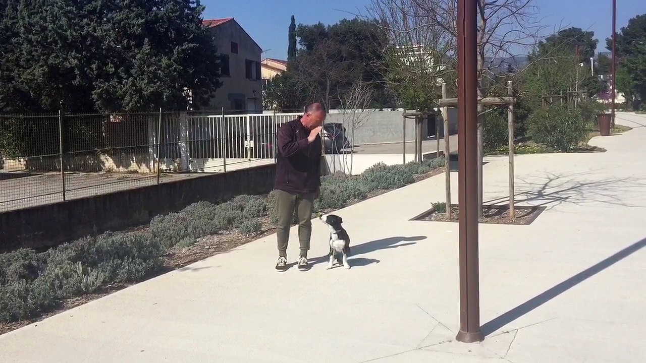 Educateur Canin Comportementaliste la Ciotat13 83 www.toutoucool13.fr