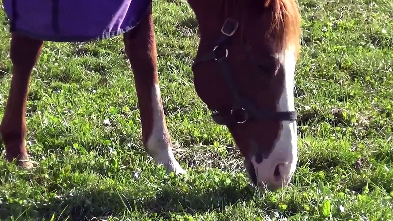 ただひたすらローエングリンが草を食べ続けるだけの映像