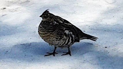 Police standoff with tiny bird ends peacefully