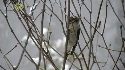 Birds Do This One Thing To Stay Warm