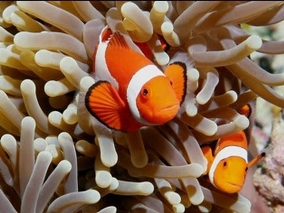Ang Pinaka: Weird Animal Love Rituals