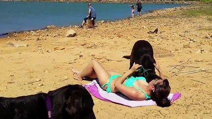 Güneşlenen Kadını Rahat Bırakmayan Köpek