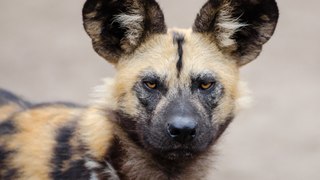 African Wild Dog - National Geographic Documentary - Wildlife Animal
