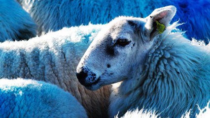 The World's Best Lamb Comes from Dingle, Ireland