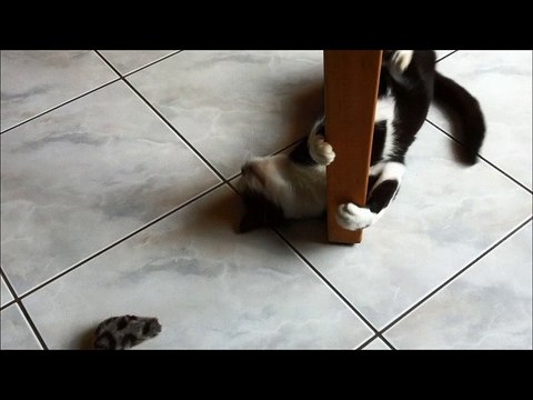 Souris vs souris mars2017