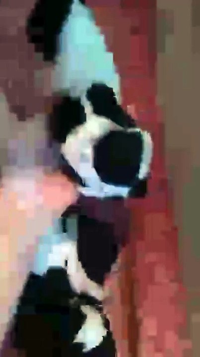 Présentation des chiots
