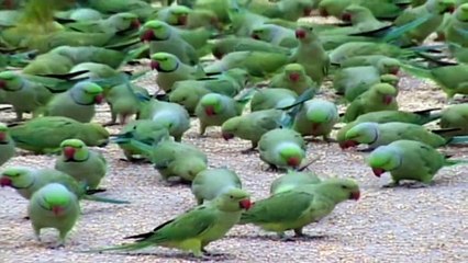 Parrots in India