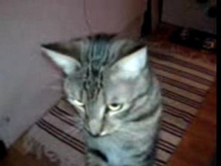 Teasing (mon chat) a voté