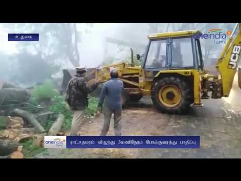 Giant tree falls on road and halts traffic in Ooty  - Oneindia Tamil
