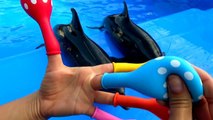 Learn colours Smiling Balloons The Family Finger Song with friendly Dolphins Fun for kids