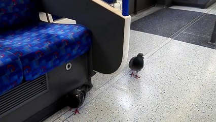 London Calling - Vlog 22/03/2017