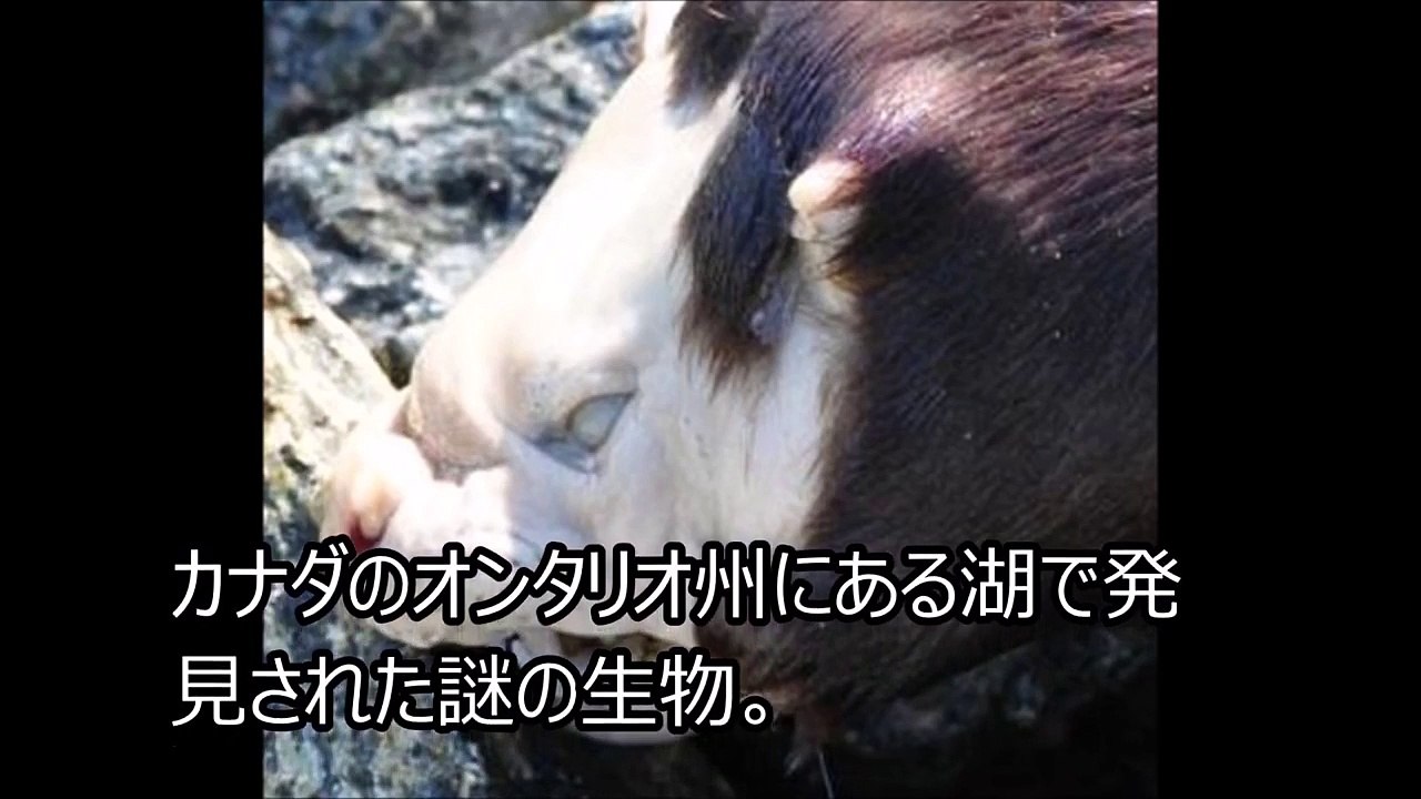 【閲覧注意】カナダの湖で謎の生物が発見される【UMA？】