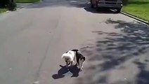 Cat helps blind Dog to see where he's going smile