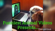 Funny animals  vines compilation ( Try not to laugh challenge )