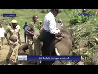 Kadambur: Elephand electrocuted at farm  - Oneindia Tamil