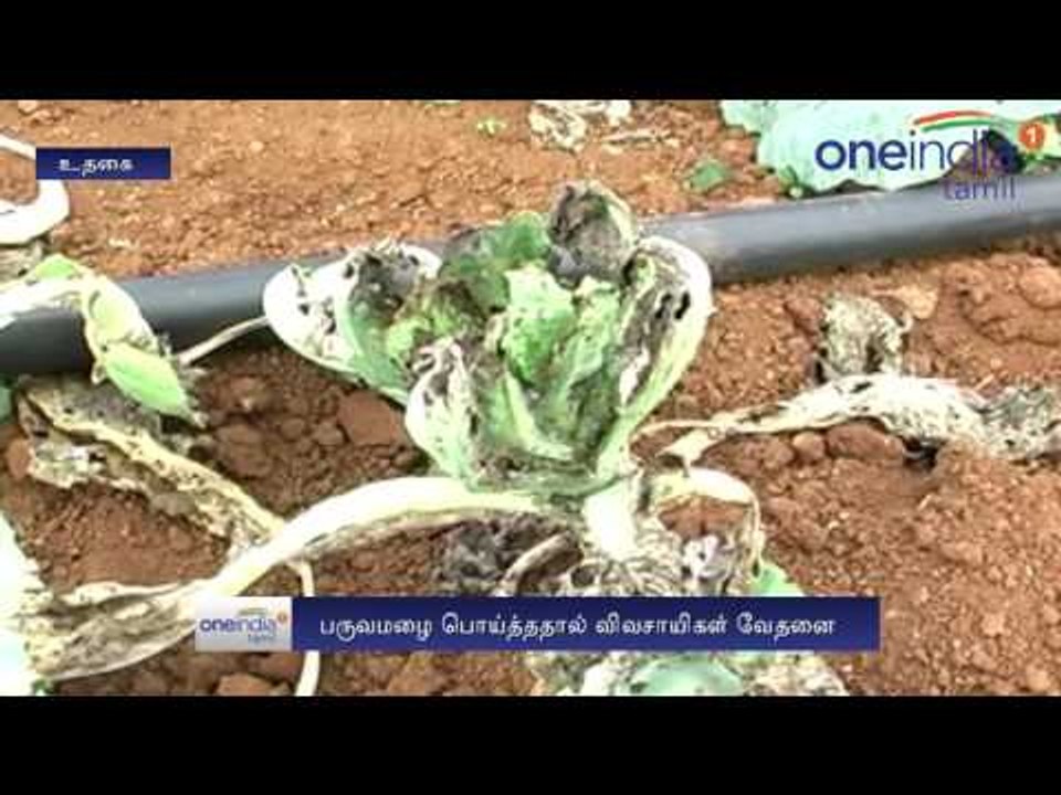 Severe Drought in Nilgiri | மழை பெய்யாததால் நீலகிரியில் கடும் - Oneindia Tamil