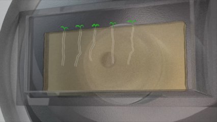 The Microscopic View Of Plant Roots Growing Is Mesmerizing