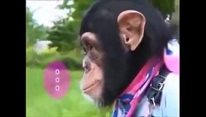 köpeğini gezdiren maymun görmüşmüydünüz izleyin