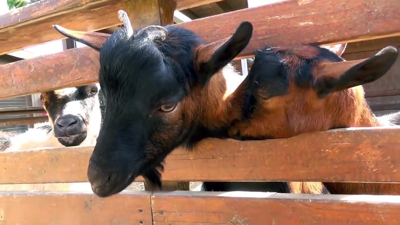 FARM ANIMALS sing