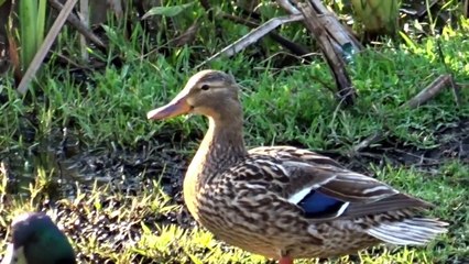 FIVE LITTLE DUCKS SONG - Children's NURSERY RHYME - babies, toddlers, preschoolers