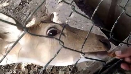 Funny Videos That Will Make You Laugh So Hard Yo fdrtnt