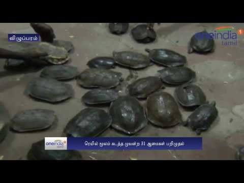 Villupuram: Tortoise seized from Chennai train - Oneindia Tamil