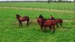 Horses for Kids - Drone Horses Video - Farm Ani adev