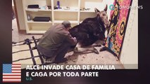 Alce invade casa de família e caga por toda parte.