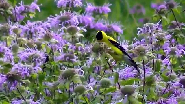 И птицы кошки для на Это дорожка белочки в Кому Это видео смотреть лесистая местность